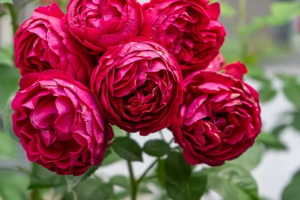 Rosas Rosadas Bush Jardín Rosebud Pétalos Flores Verano Brote Rosa —  Fotos de Stock
