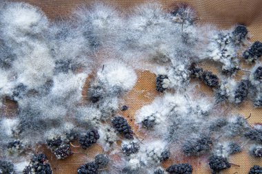 White mold on spoiled food. The mulberries are moldy. Bad food background.