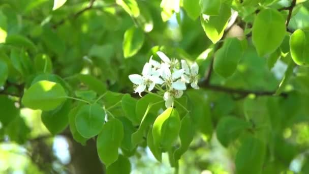 Gröna Blad Vita Äppelträd Blommar Upp Vinden Vårblommande Trädgård Blommig — Stockvideo