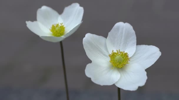 White Anemone Flower Delicate Bud Yellow Core Garden Flowers Summer — Stock Video