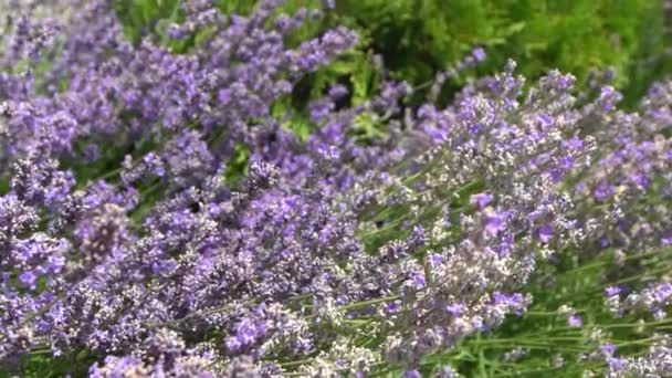 Lila Levendulavirág Bokor Virág Mezőn Természet Háttér Növessz Illatos Növényt — Stock videók