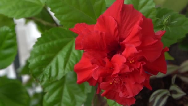 Красный Цветок Бутона Китайского Гибискуса Цветет Hibiscus Fabsa Sinensis Зелени — стоковое видео