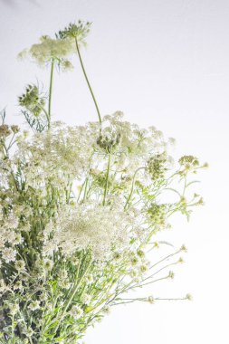 Beyaz arka planda bir buket beyaz çiçek. Yaban havucu ve kiremit. Basit bir yaz çiçeği. Doğa florası estetiği. Yaprak tomurcuğu. Bitki bilimi. Asgari biçim.