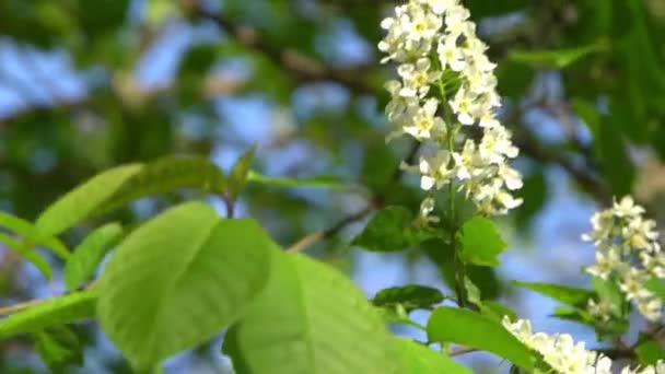 Vit Fågel Körsbär Blommar Vinden Vårblommande Trädträdgård Blommig Naturlig Bakgrund — Stockvideo