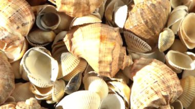 Kumsalda deniz kabukları. Yaz dönemi. Rapan deniz kabuğu kabuğu üst görünümü. Bej açık renk. Estetik minimalizm. Doğa güzelliği. Çok renkli deniz kabuklarının karışımı. Okyanus kıyısında. Deniz kabuğu güneş ışığı