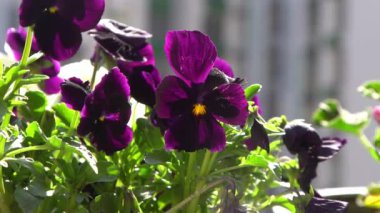 Mor mor ibneler rüzgarda sallanıyor. Bahçe arka planı. Balkonda bir saksıda nonoş Viola çiçeği yetiştir. Bahar geldi. Güneşli bir gün. Bahçıvanlık.