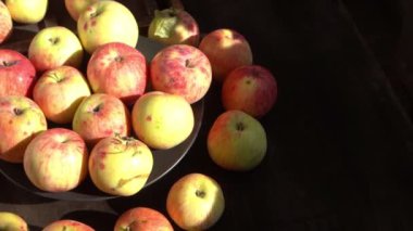 Elma hasatı Sonbahar meyvesi. Vitamin yiyeceği. Pembe noktalı kırmızı elmalar..