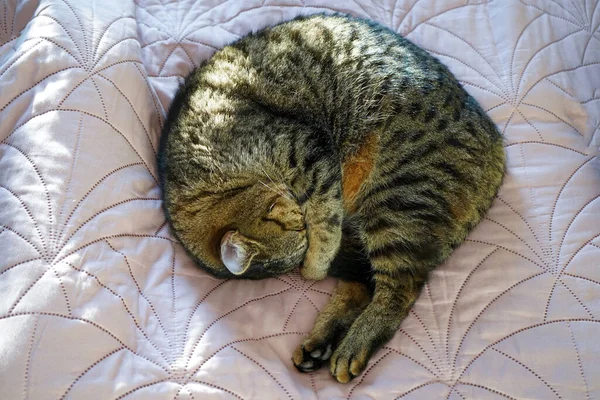 The cat sleeps curled up on the bed. Domestic tabby cat of the European breed, brown in color. The animal covers its nose