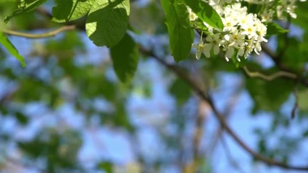 White Bird Cherry Blossoms Sway Wind Spring Flowering Tree Garden — Stock Video