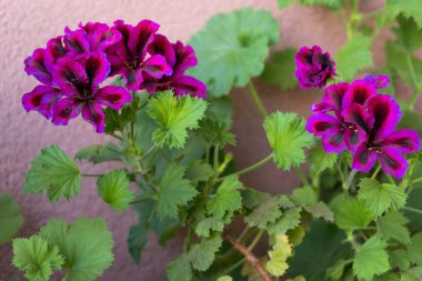 Mor pelargonyum çiçek açar. Balkonda yaz çiçeği. Bud, kapat. Botanik çiçekli arka plan. Bahçıvanlık