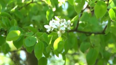 Yeşil yapraklar. Rüzgarda sallanan beyaz elma ağacı çiçekleri. Bahar çiçeği bahçesi. Çiçek doğal bir geçmişi var. Gün ışığında narin çiçekler. Bulanık bokeh doğa. Çiçek tomurcuğu Yaprak yakın çekim