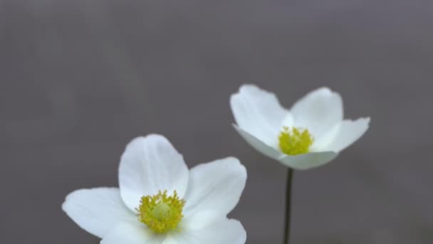 白いイソギンチャクの花 黄色のコアで繊細な芽 庭の花 花壇の夏の植物 ケシのイソギンチャクコロナリアが接近 藤の花の花弁 — ストック動画