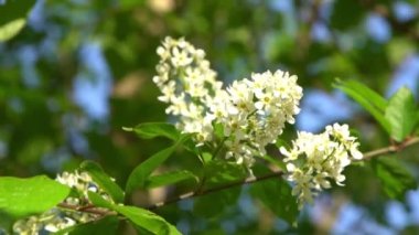 Beyaz kuş kiraz çiçekleri rüzgarda sallanıyor. Bahar çiçekli ağaç bahçesi. Çiçek doğal bir geçmişi var. Gün ışığında narin çiçekler. Bulanık bokeh doğa. Çiçek tomurcuğu Yaprak yakın çekim. Estetik