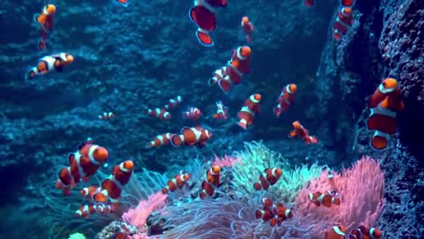 Palhaço Peixe Listrado Vermelho Branco Peixes Nadam Entre Algas Recifes — Vídeo de Stock
