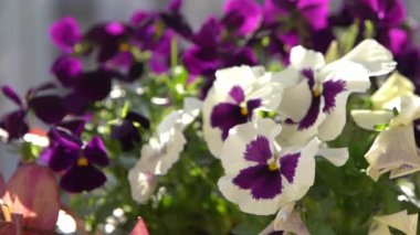 Beyaz ve mor hanım evlatları rüzgarda sallanıyor. Bahçe arka planı. Balkonda bir saksıda nonoş Viola çiçeği yetiştir. Bahar geldi. Güneşli bir gün. Bahçıvanlık. Çiçek tomurcuğu. Tomurcuklar yakın çekim