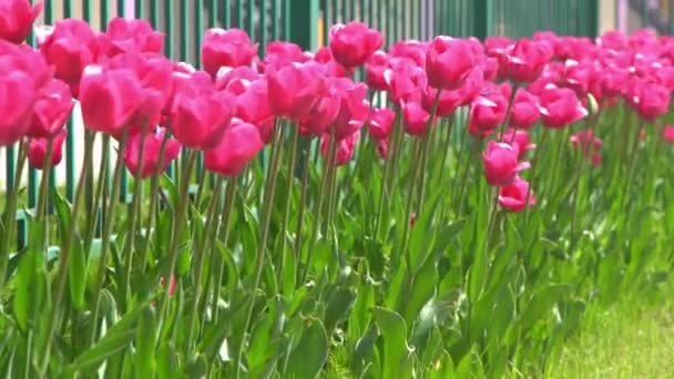 Frühling Blühen Rosa Tulpen Blur Bokeh Tulpenblütennatur Floraler Hintergrund Botanischer — Stockvideo