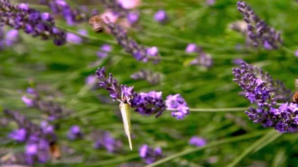 紫色薰衣草花丛和黄色蝴蝶 田里的花自然背景 在花园里种了一棵芬芳的植物 夏花蜂蜜植物特写 — 图库视频影像