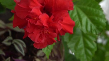 Çin amberinin kırmızı çiçeği tomurcuğu çiçek açar. Bahçedeki yeşillikte hibiscus rosa-sinensis. Çin gülü ya da Hawaii amber bitkisi. Doğa bahçe konsepti tasarımı. Yeşil arkaplan