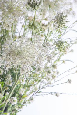 Beyaz arka planda bir buket beyaz çiçek. Yaban havucu ve kiremit. Basit bir yaz çiçeği. Doğa florası estetiği. Yaprak tomurcuğu. Bitki bilimi. Asgari biçim.