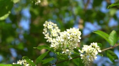 Beyaz kuş kiraz çiçekleri rüzgarda sallanıyor. Bahar çiçekli ağaç bahçesi. Çiçek doğal bir geçmişi var. Gün ışığında narin çiçekler. Bulanık bokeh doğa. Çiçek tomurcuğu Yaprak yakın çekim. Estetik