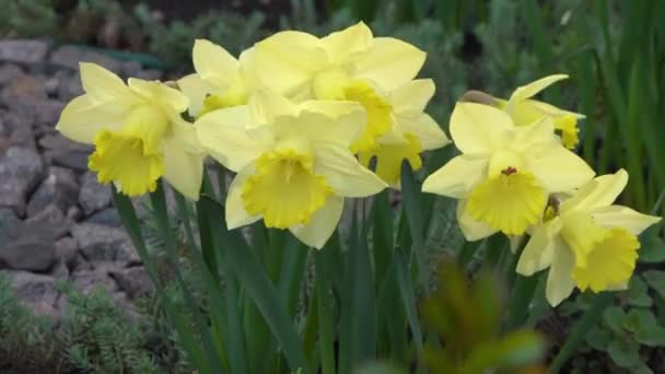 Gula Blommor Påskliljor Rabatt Trädgården Den Blommande Narcissen Blommar Vinden — Stockvideo