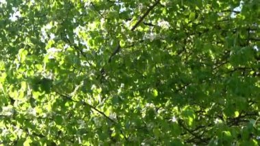 Yeşil yapraklar. Rüzgarda sallanan beyaz elma ağacı çiçekleri. Bahar çiçeği bahçesi. Çiçek doğal bir geçmişi var. Gün ışığında narin çiçekler. Bulanık bokeh doğa. Çiçek tomurcuğu Yaprak yakın çekim