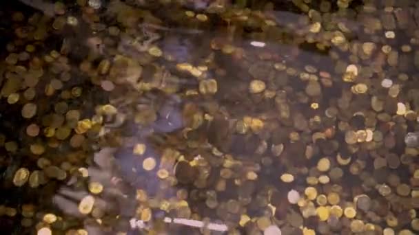 Poklady Dně Oceánu Zlaté Mince Pod Vodou Fontáně Spousta Mincí — Stock video