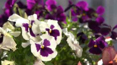 Beyaz ve mor hanım evlatları rüzgarda sallanıyor. Bahçe arka planı. Balkonda bir saksıda nonoş Viola çiçeği yetiştir. Bahar geldi. Güneşli bir gün. Bahçıvanlık. Çiçek tomurcuğu. Tomurcuklar yakın çekim