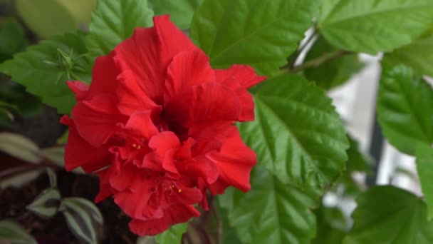Röd Blomknopp Kinesisk Hibiskus Blommar Hibiscus Rosa Sinensis Trädgårdsgrönskan Kinesisk — Stockvideo