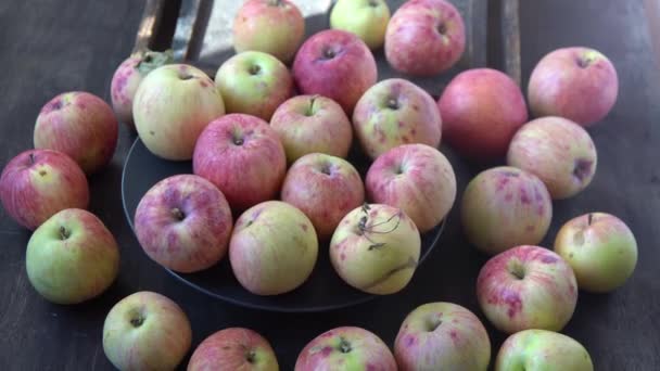 Äppelskörd Höstfrukt Vitaminmat Röda Äpplen Med Rosa Prick — Stockvideo