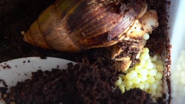 Big Brown Snail Achatina African Snail Which Grown Home Pet — Stock Video