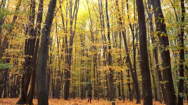 Sonbahar Ormanı Karışık Bir Ormanda Yaprak Döken Ağaçlar Hornbeam Beech — Stok video
