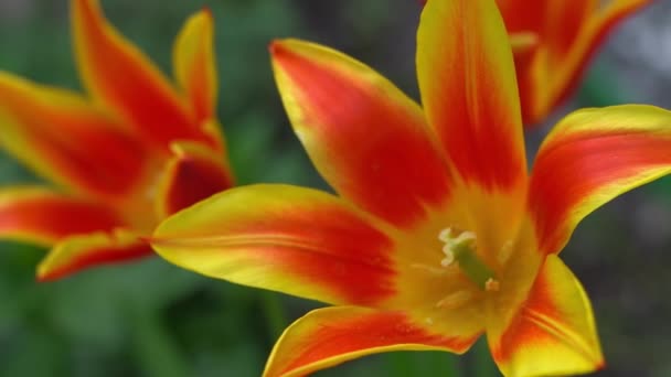 Žluté Červené Tulipány Neobvyklého Vzácného Druhu Otevřít Poupata Jarní Květinové — Stock video