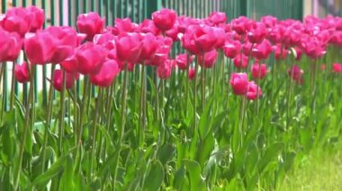 Pembe laleler baharda çiçek açar. Görüntü bokeh. Lale çiçeği doğası. Çiçek arkaplan. Botanik bahçesi. Çiçek tomurcukları. Çiçek açan ruh hali. Güzel estetik yaprak bitkisi. Rüzgarın sallanması. Güneşli bir gün.