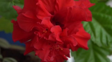 Çin amberinin kırmızı çiçeği tomurcuğu çiçek açar. Bahçedeki yeşillikte hibiscus rosa-sinensis. Çin gülü ya da Hawaii amber bitkisi. Doğa bahçe konsepti tasarımı. Yeşil arkaplan