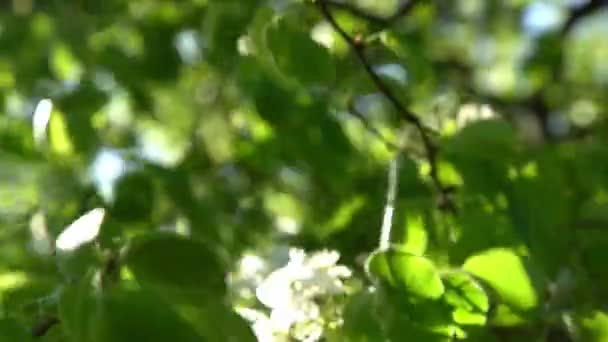 Зелене Листя Білий Аплет Цвіте Вітрі Весняний Квітучий Сад Квітковий — стокове відео
