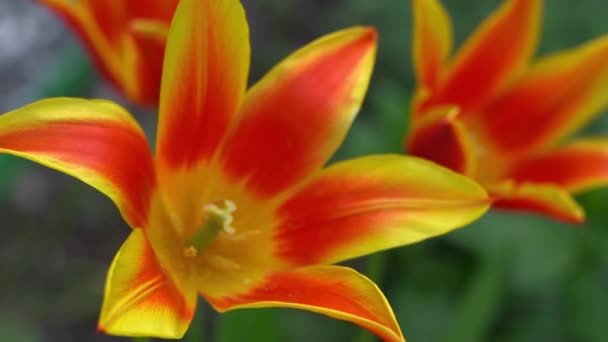 Gele Rode Tulpen Van Een Ongewone Zeldzame Variëteit Open Bloemknoppen — Stockvideo