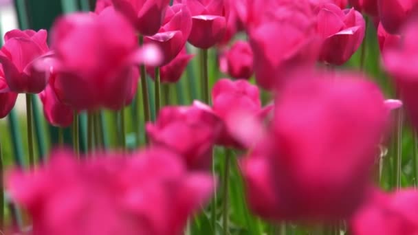Růžové Tulipány Kvetou Jaře Šmouha Bokeh Tulipánová Květinová Příroda Květinové — Stock video