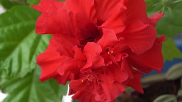Rote Blütenknospen Des Chinesischen Hibiskus Blühen Hibiscus Rosa Sinensis Grünen — Stockvideo