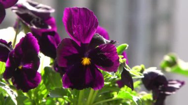 Mor mor ibneler rüzgarda sallanıyor. Bahçe arka planı. Balkonda bir saksıda nonoş Viola çiçeği yetiştir. Bahar geldi. Güneşli bir gün. Bahçıvanlık.