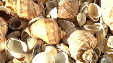 Kumsalda deniz kabukları. Yaz dönemi. Rapan deniz kabuğu kabuğu üst görünümü. Bej açık renk. Estetik minimalizm. Doğa güzelliği. Çok renkli deniz kabuklarının karışımı. Okyanus kıyısında. Deniz kabuğu güneş ışığı