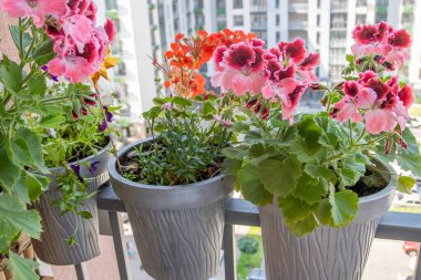 Pelargonyum pembe çiçek. Mor tomurcuklar açar. Botanik çiçekli arka plan. Bahçıvanlık. Balkon korkuluklarında saksılar