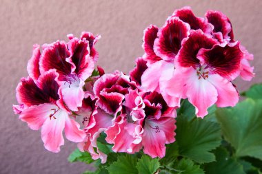 Pelargonyum pembe çiçek. Mor tomurcuklar açar. Botanik çiçekli arka plan. Bahçıvanlık