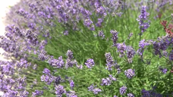 紫色のラベンダーの花の茂み 畑の中の花 自然を背景に 庭で香りの良い植物を育てる 夏の花蜜植物の閉鎖 — ストック動画