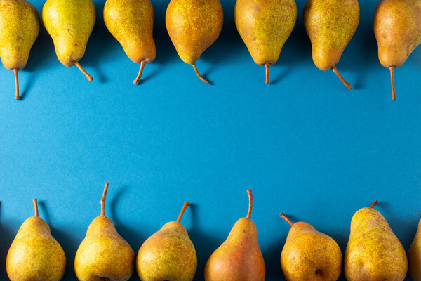 Желтые груши на синем фоне. Урожай фруктов. Осенний натюрморт. Грушевое разнообразие Bera Conference. Витамины. Вид сверху на рисунок