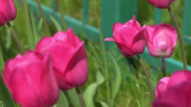 Pembe laleler baharda çiçek açar. Görüntü bokeh. Lale çiçeği doğası. Çiçek arkaplan. Botanik bahçesi. Çiçek tomurcukları. Çiçek açan ruh hali. Güzel estetik yaprak bitkisi. Rüzgarın sallanması. Güneşli bir gün.