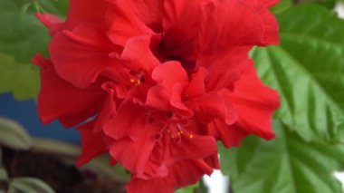 Çin amberinin kırmızı çiçeği tomurcuğu çiçek açar. Bahçedeki yeşillikte hibiscus rosa-sinensis. Çin gülü ya da Hawaii amber bitkisi. Doğa bahçe konsepti tasarımı. Yeşil arkaplan