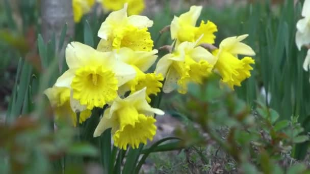Yellow Flowers Daffodils Flower Bed Garden Blooming Narcissus Flower Sways — Stock Video