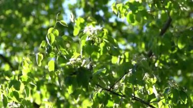 Yeşil yapraklar. Rüzgarda sallanan beyaz elma ağacı çiçekleri. Bahar çiçeği bahçesi. Çiçek doğal bir geçmişi var. Gün ışığında narin çiçekler. Bulanık bokeh doğa. Çiçek tomurcuğu Yaprak yakın çekim