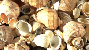 Kumsalda deniz kabukları. Yaz dönemi. Rapan deniz kabuğu kabuğu üst görünümü. Bej açık renk. Estetik minimalizm. Doğa güzelliği. Çok renkli deniz kabuklarının karışımı. Okyanus kıyısında. Deniz kabuğu güneş ışığı